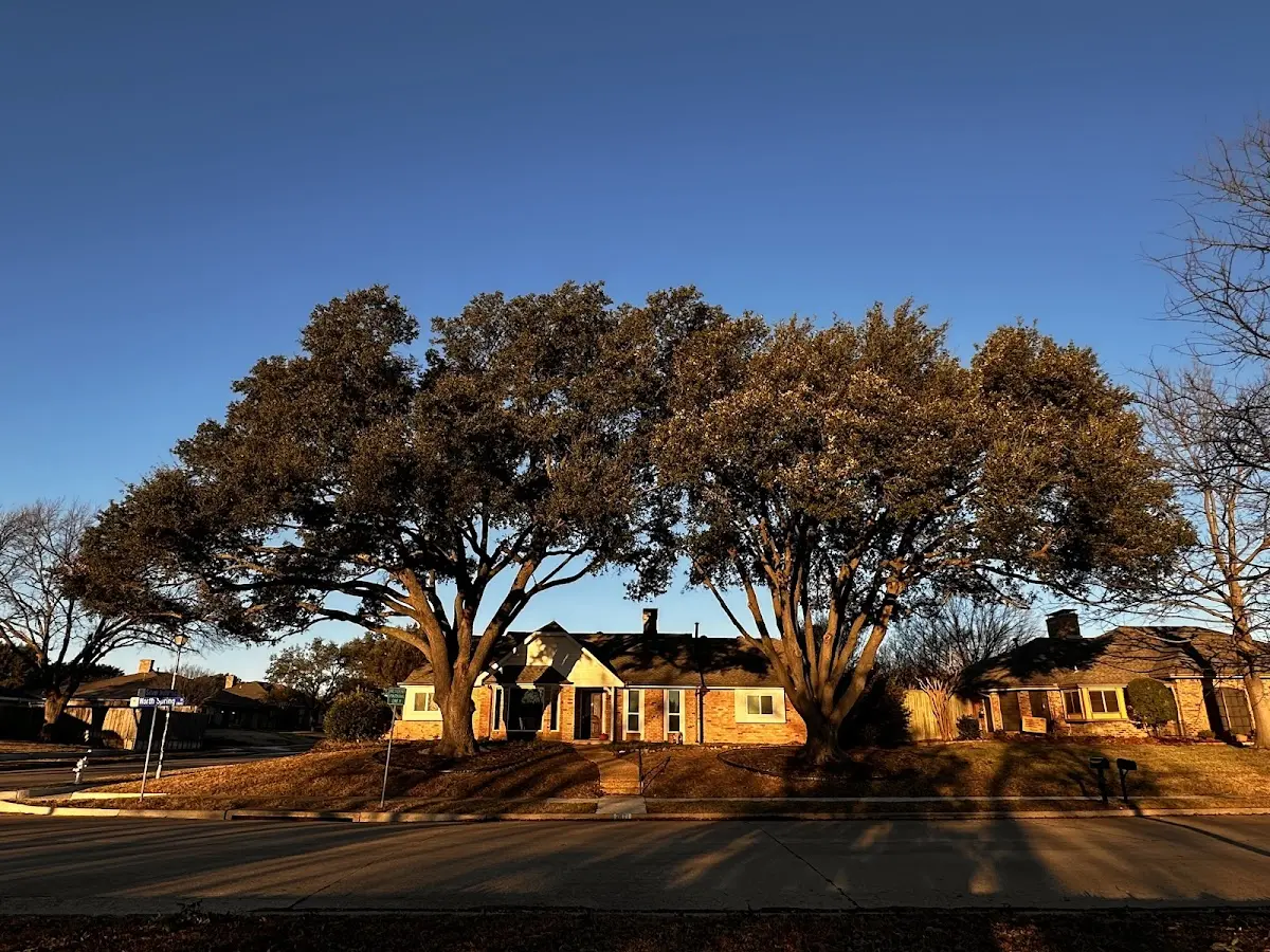 Established residential canopy tree shading a home in Allen